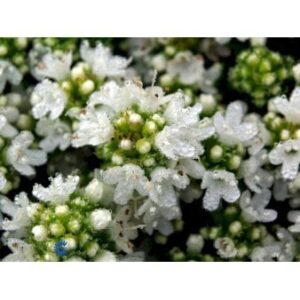 10 stk. Smalbladet Timian 'Albiflorus' Potte 0,8 liter