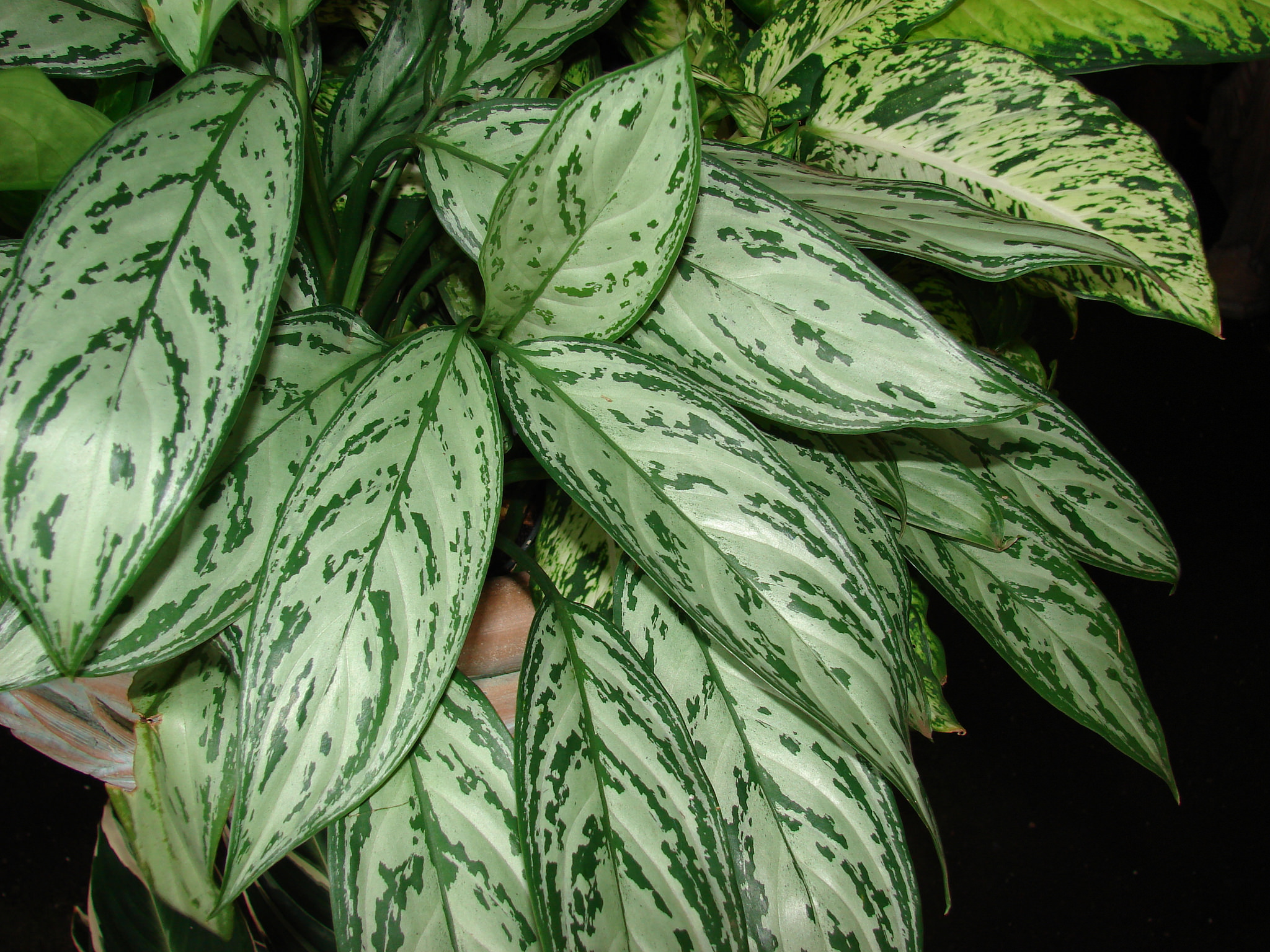 Sømandstrøst 'Silver Queen'