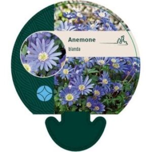Balkan-Anemone - Blå 0,8 liter potte