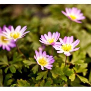 Balkan-Anemone 'Charmer' 10 cm potte
