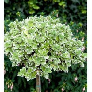 Benved 'Emerald Gaiety'