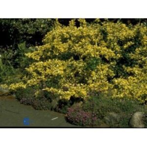 Benved 'Emerald Gold'