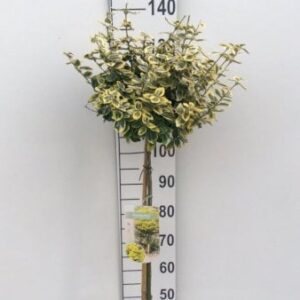 Benved 'Emerald Gold'
