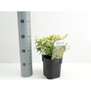 Benved 'Emerald Gold'
