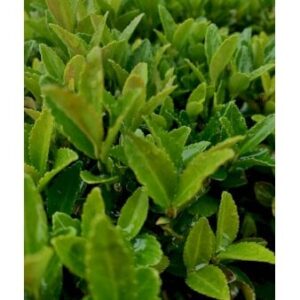 Benved 'Green Spire'