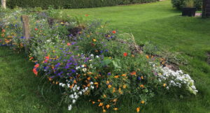 Blomsterblanding - Blomstereng 25 m2