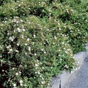 Buskpotentil 'Abbotswood' Plug + 2 års, 30-50 cm.