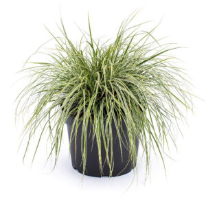 Carex morrowii ´Variegata´ - Japansk star 3L