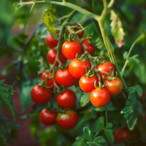 Cherrytomatfrø 'Zuckertraube' - 30 Økologiske Frø