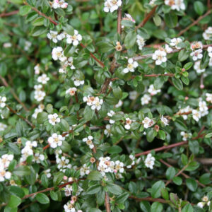 Cotoneaster Dammeri ´Queen´ - Dværgmispel