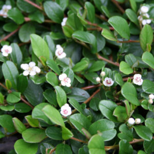 Cotoneaster Dammeri ´Rami´ - Dværgmispel