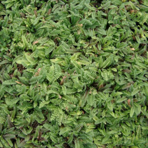 Cotula Potentillina - Trædebregne