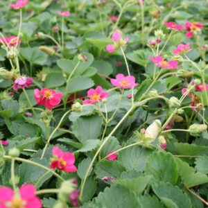 Fragaria ´Deep Rose´ - Jordbær