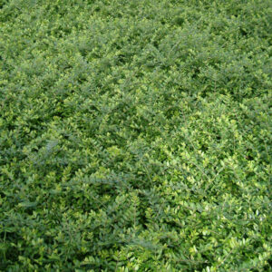 Gedeblad - Lonicera nitida ´Elegant´