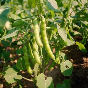 Hestebønner Frø 'Ratio' - 5 Økologiske Frø