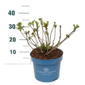 Hortensia Endless Summer Bloomstar Pink Potte 5,0 liter,- 25-30 cm.