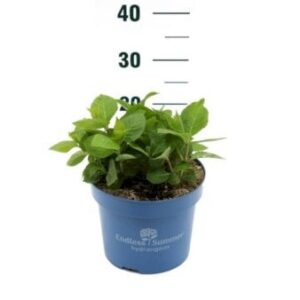 Hortensia 'Endless Summer The Bride' Potte 5,0 liter,- 25-30 cm.