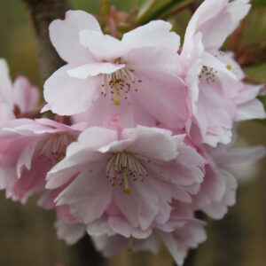Japansk Prydkirsebær - Prunus Subhirtella ´Accolade´ 180 cm stamme 8-10