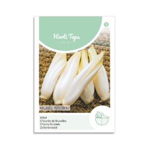 Julesalat/ Cikorie frø - "Brussels Witloof"