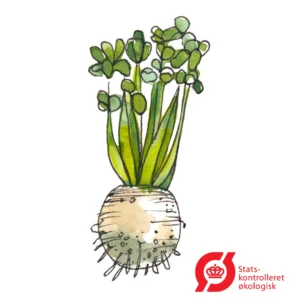 Knoldselleri - frø (øko)