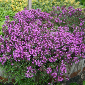 Krybende Timian - Thymus Coccineus