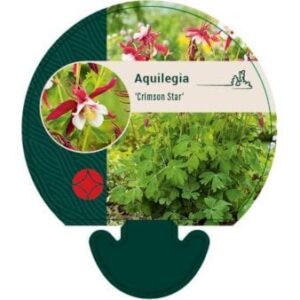 Langsporet Akeleje 'Crimson Star' 0,8 liter potte