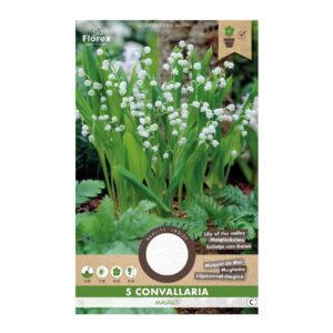 Liljekonval Convallaria majalis - 5 løg
