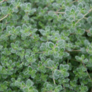 Lodden Timian - Thymus Pseudolanuginosus