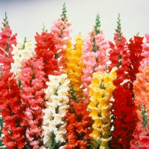 Løvemund Frø Blanding