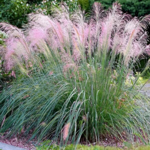 Miscanthus sinensis ´Flamingo´ - Elefantgræs 3L