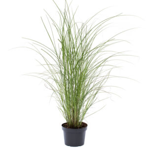 Miscanthus sinensis ´Gracillimus´ - Smalbladet Elefantgræs 3L