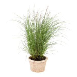 Miscanthus sinensis ´Kleine Silberspinne´ - Lav Elefantgræs 3L