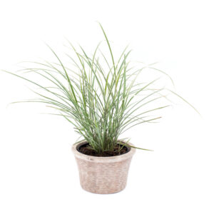 Miscanthus sinensis ´Morning Light´ - Smalbladet Elefantgræs 3L