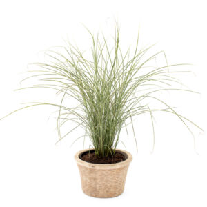 Miscanthus sinensis ´Variegatus´ - Hvidstribet Elefantgræs 3L