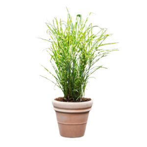 Miscanthus sinensis ´Zebrinus´ - Hvidbroget Elefantgræs 3L