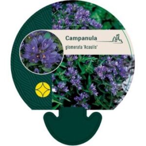 Nøgleklokke 'Acaulis' 0,8 liter potte