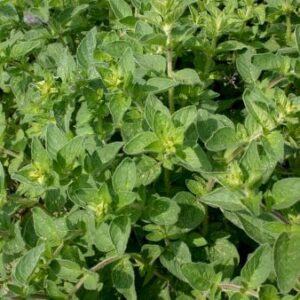 Øko Oregano
