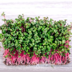 Øko Rød Coral Radisefrø (rød stilk) - China rose