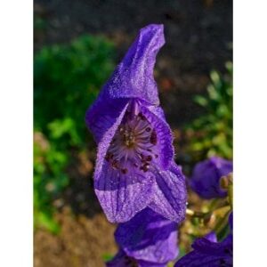 Oktober-Stormhat 'Arendsii' 1 liter potte
