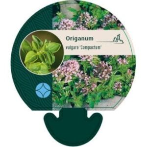 Oregano 'Compactum' 0,8 liter potte