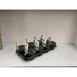 Oregano 'Compactum' 1 liter potte
