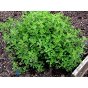 Oregano, Græsk-