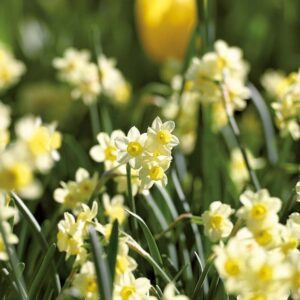 Påskelilje 'Minnow'