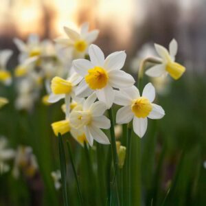 Påskelilje 'Sail Boat'