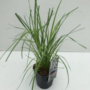 Pampasgræs 'Rosea' 2 Liter potte