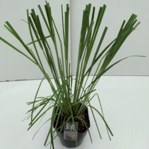 Pampasgræs 'Rosea' 5 Liter potte