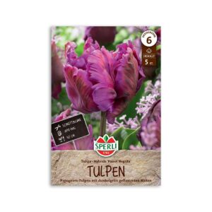 Papegøje tulipan "Parrot Negrita" - 5 løg