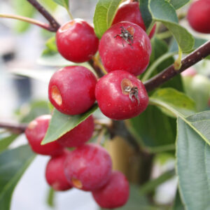 Paradisæble Brændkjær 150-175