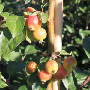 Paradisæble ´Evereste´ 175-200 cm