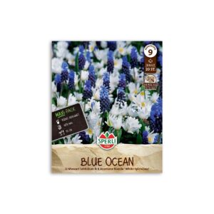 Perlehyacint/anemone blanding "Blue ocean" - 20 løg